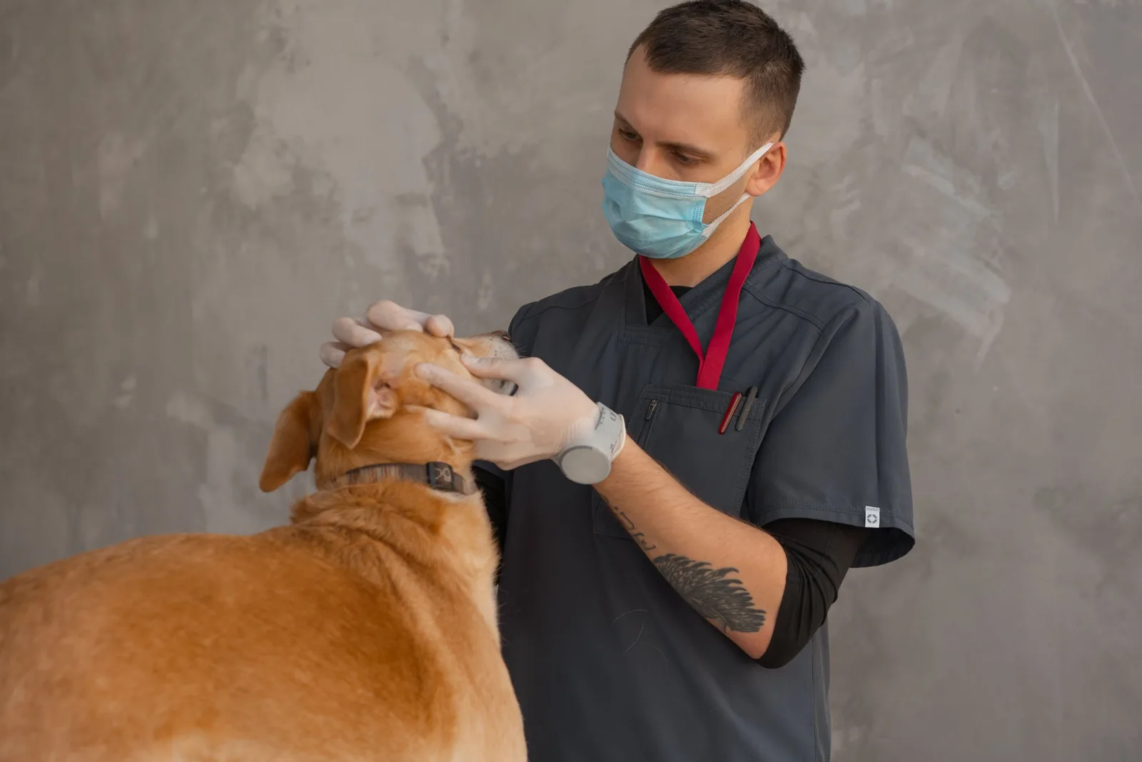 Gospi.fr assurance animaux : avis, tarifs et garanties 2026